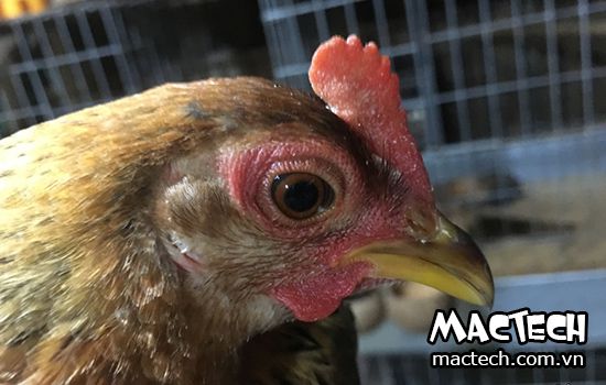 Gà tơ là gì? Gà tơ có phải một giống gà hay không