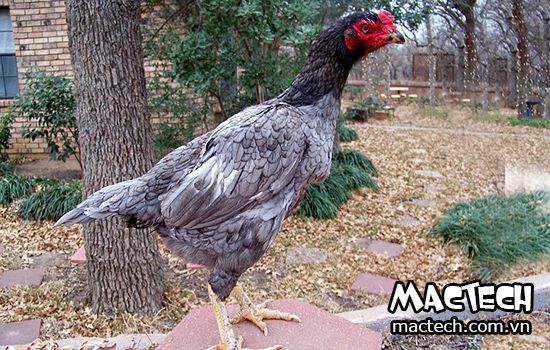 Gà tơ là gì? Gà tơ có phải một giống gà hay không