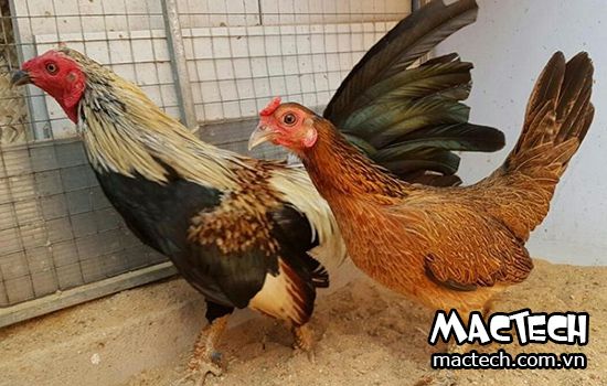 Cách cho gà tre ấp trứng như thế nào đạt hiệu quả cao