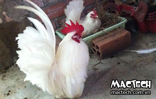 Cách cho gà tre ấp trứng như thế nào đạt hiệu quả cao