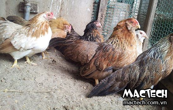 Cách cho gà tre ấp trứng như thế nào đạt hiệu quả cao