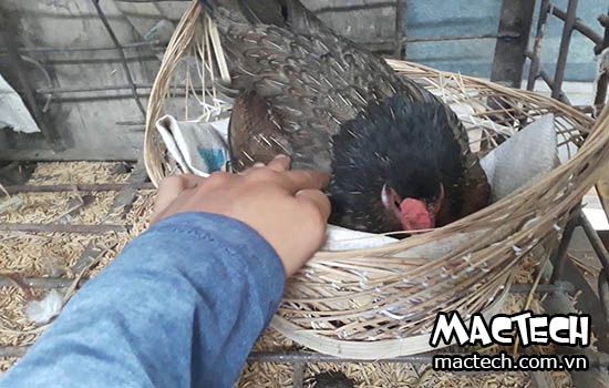 Tại sao có hiện tượng gà trống ấp trứng, có phải đây là điềm báo bất thường