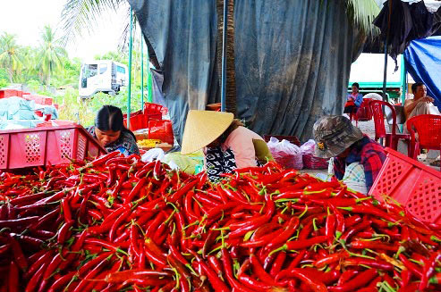 ớt xuống giá kịch sàn