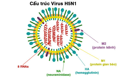 bệnh cúm gia cầm H5N1 - virus H5N1