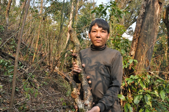 hái nấm hương rừng