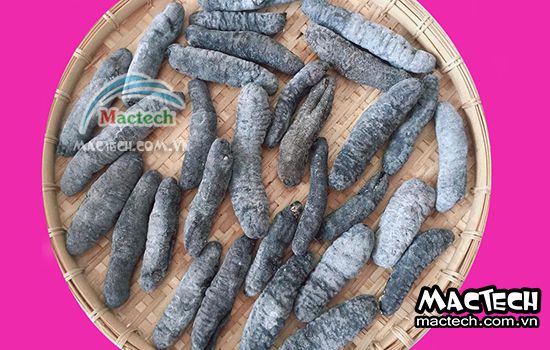 Máy sấy khô hải sâm Mactech, sấy khô, sấy lạnh, sấy thăng hoa