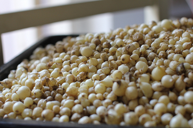 hành tăm mất giá