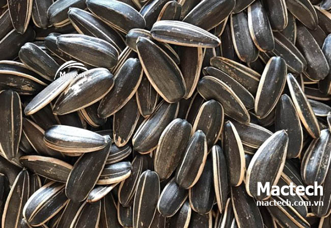 Máy sấy chín hạt hướng dương Mactech