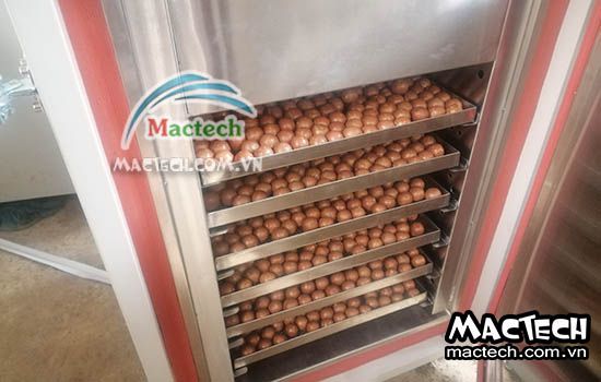 Thời gian sấy hạt macca, sấy bao lâu thì khô, thì chín giòn