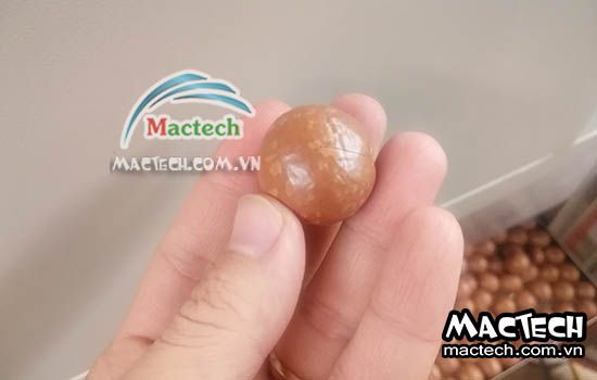 Hạt macca sấy lâu khô, nguyên nhân có phải do nhiệt độ