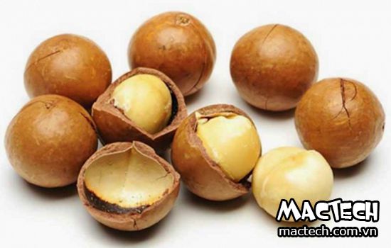 Máy sấy hạt macca Mactech