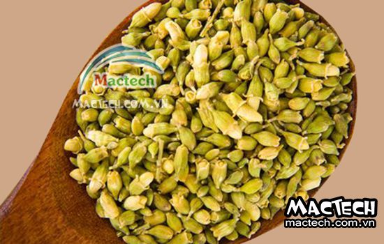 Nhiệt độ sấy hoa hòe bao nhiêu cho phù hợp