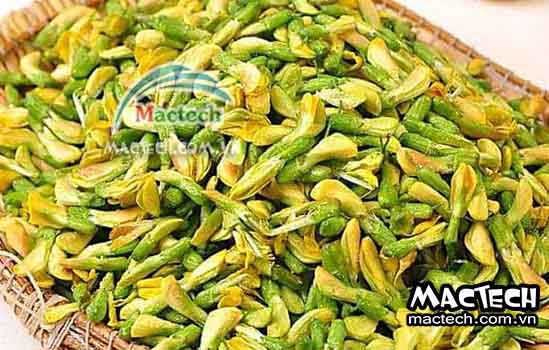 Hoa hòe sấy bị mất màu do đâu, tìm hiểu hướng khắc phục