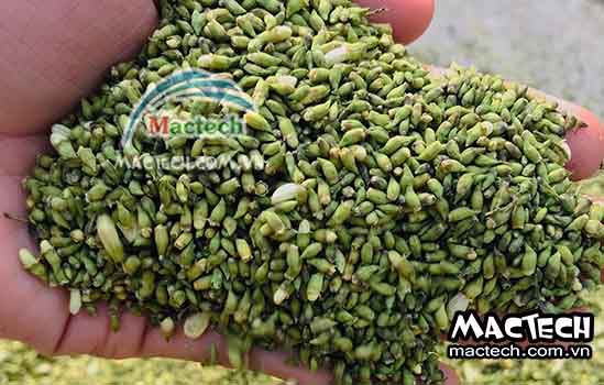 Sấy hoa hòe nên chọn loại máy sấy nào cho phù hợp