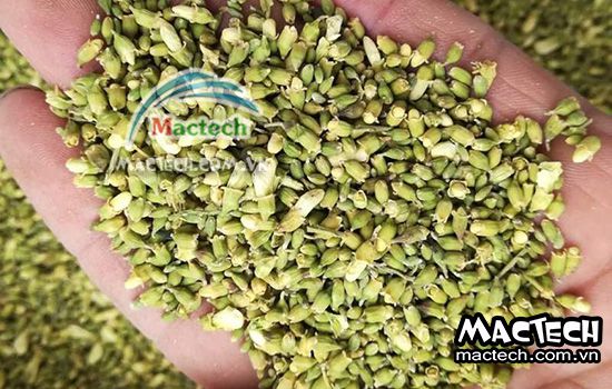 Hoa hòe sấy lâu khô là tại sao và hướng khắc phục như thế nào