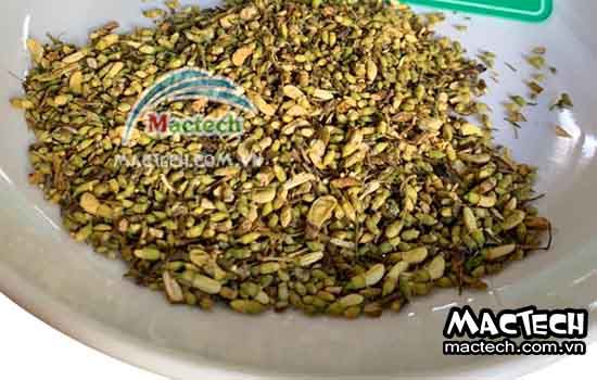 Nhiệt độ sấy hoa hòe bao nhiêu cho phù hợp