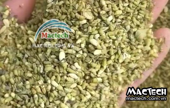 Thời gian sấy hoa hòe bao lâu thì khô, 5 tiếng hay 10 tiếng