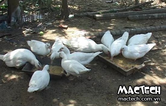 Hoạch toán chi phí nuôi 100 con vịt bao nhiêu