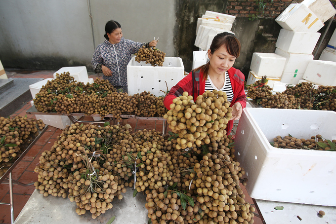 Người dân chuyển nhãn đi tiêu thụ.