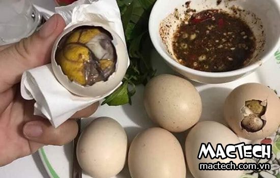 Hướng dẫn cách ấp trứng gà lộn