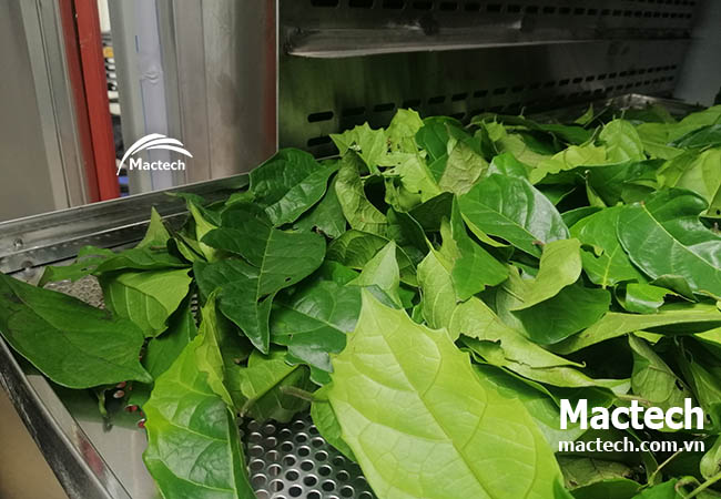 Ứng dụng máy sấy nhiệt độ cao trong sản xuất dược liệu thảo mộc