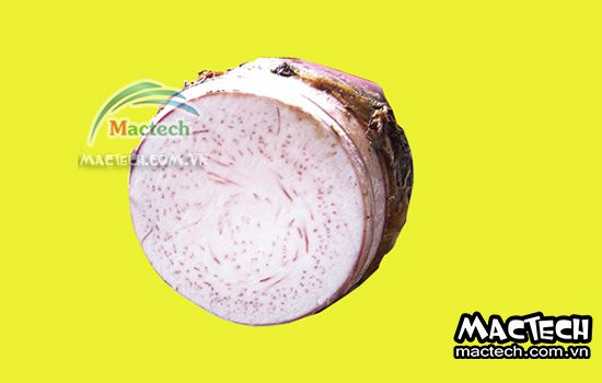 Máy sấy thăng hoa khoai môn Mactech, sấy khô nghiền bột cao cấp