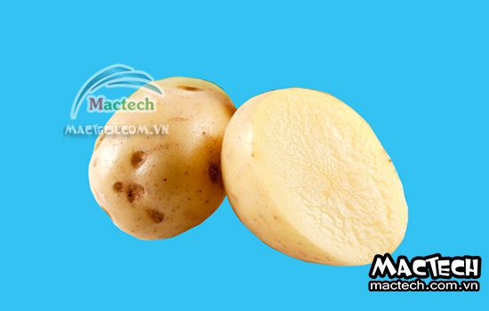 Máy sấy thăng hoa khoai tây Mactech
