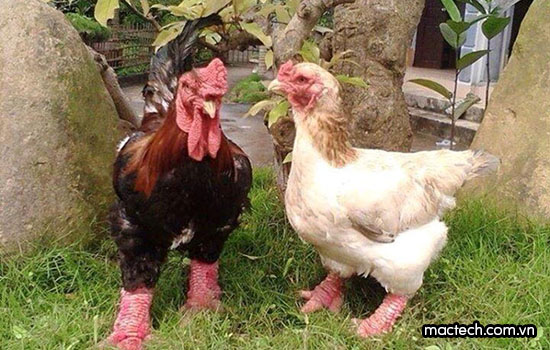 Kỹ thuật ấp trứng gà Đông Tảo