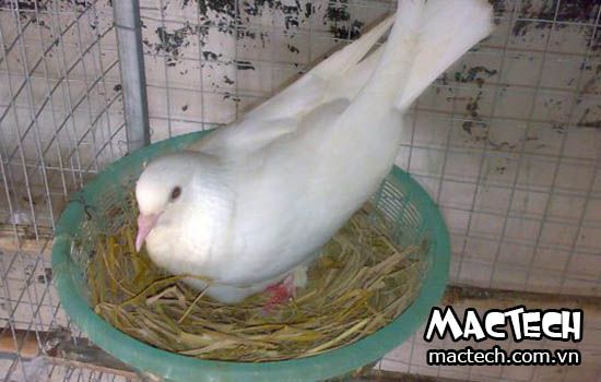 Kỹ thuật nuôi bồ câu Pháp sinh sản cho hiệu quả kinh tế cao