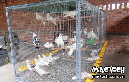 Kỹ thuật nuôi bồ câu vỗ béo cho hiệu quả cao