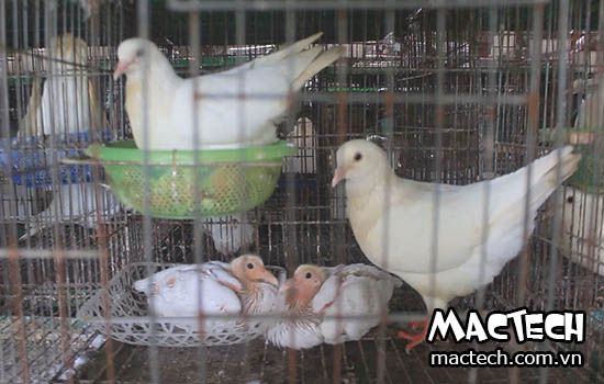 Kỹ thuật nuôi bồ câu vỗ béo cho hiệu quả cao