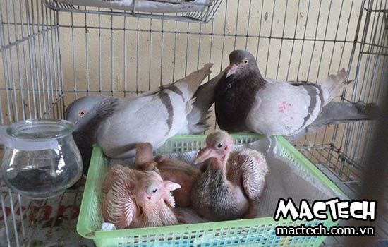 Kỹ thuật nuôi bồ câu Pháp sinh sản cho hiệu quả kinh tế cao