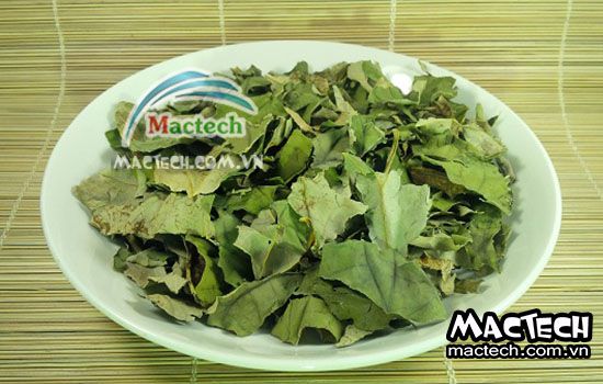 Lá sen sấy lâu khô là tại sao và hướng giải quyết như thế nào