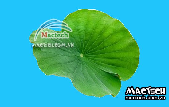 Cách sấy lá sen bằng máy sấy cho hiệu quả sấy cao, lá khô nhanh