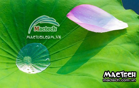 Thời gian sấy lá sen, sấy trong bao lâu thì khô hẳn