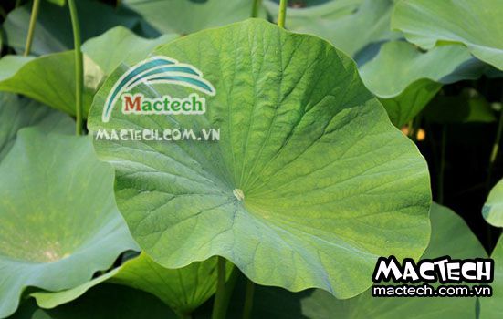Lá sen có nên sấy thăng hoa không? trả lời từ Mactech