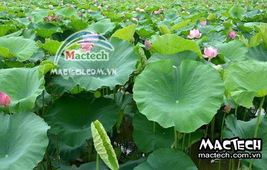 Lá sen có nên sấy thăng hoa không? trả lời từ Mactech