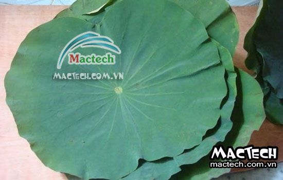 Cách sấy lá sen bằng máy sấy cho hiệu quả sấy cao, lá khô nhanh