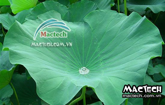 Sấy lá sen nên dùng loại máy sấy nào cho phù hợp