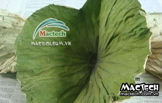 Thời gian sấy lá sen, sấy trong bao lâu thì khô hẳn