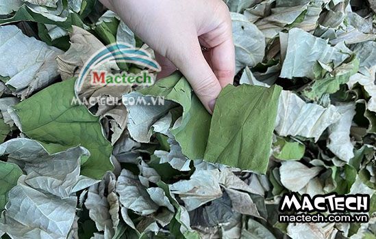 Lá sen sấy bị mất màu là do đâu và hướng khắc phục thế nào