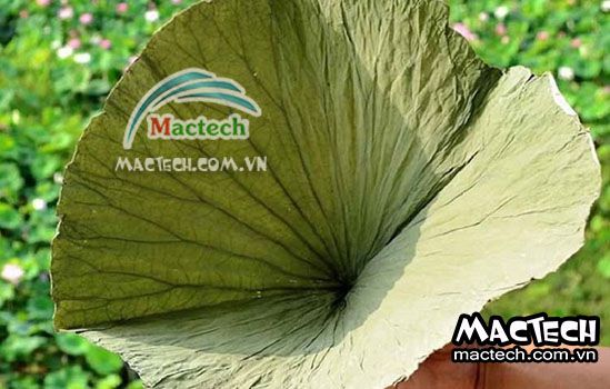 Nhiệt độ sấy lá sen bao nhiêu cho phù hợp, 50 hay 60 độ