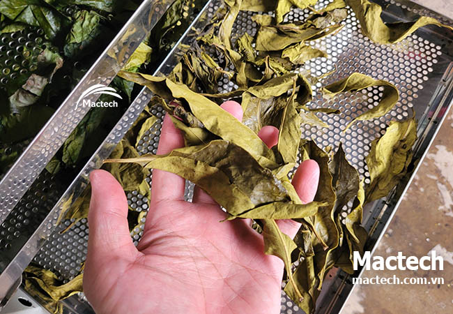 Máy sấy lá hoa trà vàng Mactech
