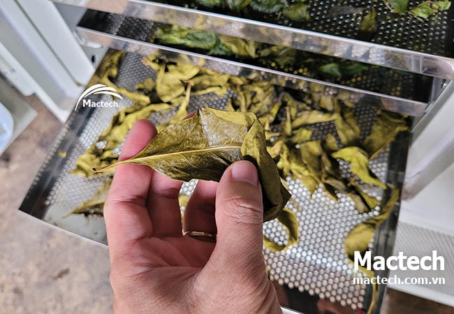 Máy sấy lá hoa trà vàng Mactech