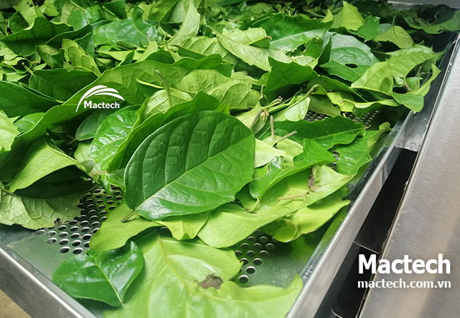 Máy sấy lá xạ đen Mactech