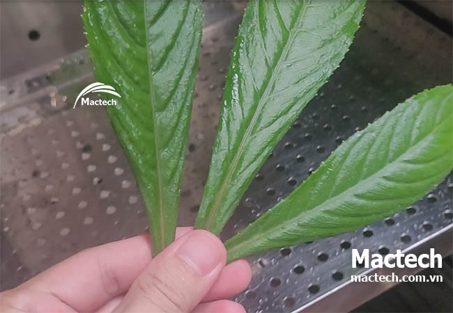 Sấy lá xương sông