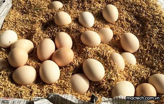 Kỹ thuật ấp trứng gà thủ công, một vài lưu ý giúp tăng tỉ lệ nở