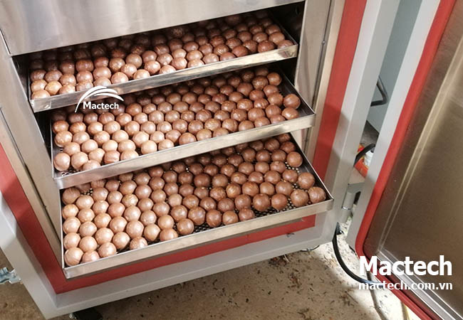 Trải nghiệm sấy thử miễn phí – kiểm chứng chất lượng máy sấy Mactech