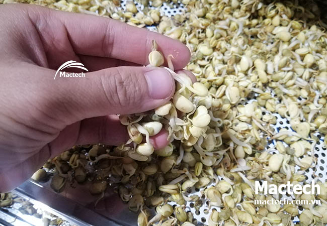 Máy sấy mầm đậu nành Mactech