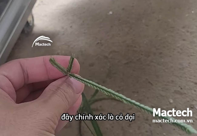 Máy sấy cỏ mần trầu Mactech